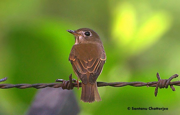 Brown-breasted Flycatcher - ML379649941
