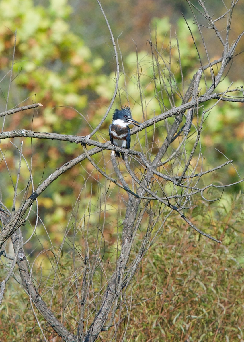 Belted Kingfisher - ML379650291