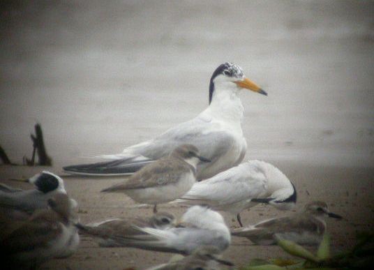 Chinese Crested Tern - ML379650481
