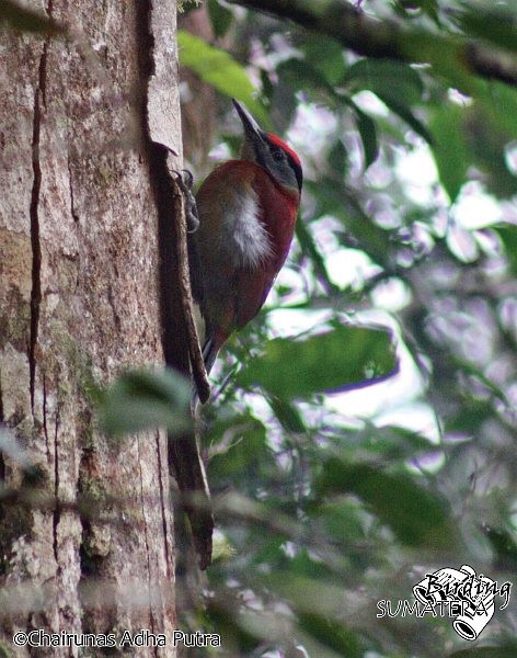 Gray-headed Woodpecker (Sumatran) - ML379650501