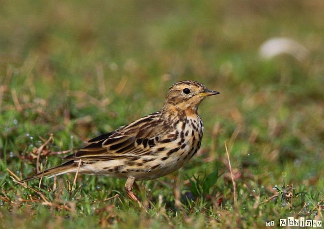 Red-throated Pipit - ML379651071