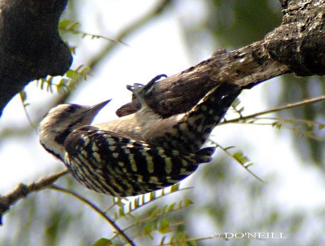Sunda Pygmy Woodpecker - Daisy O'Neill