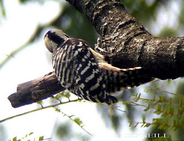 Sunda Pygmy Woodpecker - ML379652331