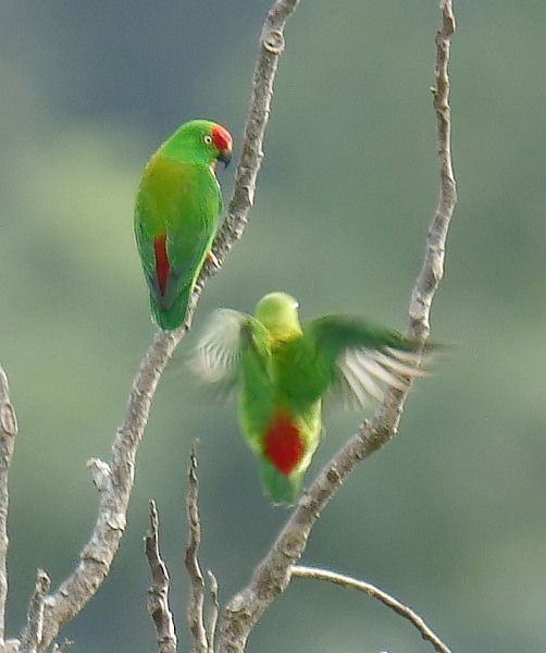 Sulawesi Hanging-Parrot - ML379652781