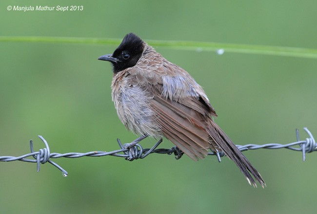 Red-vented Bulbul - ML379654031