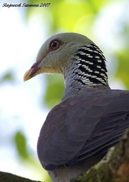 Nilgiri Wood-Pigeon - Rajneesh Suvarna