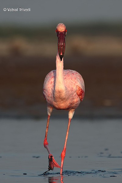 Lesser Flamingo - Vatsal Trivedi