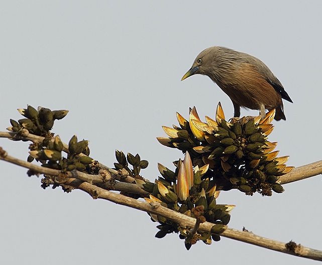 Chestnut-tailed Starling - ML379654581