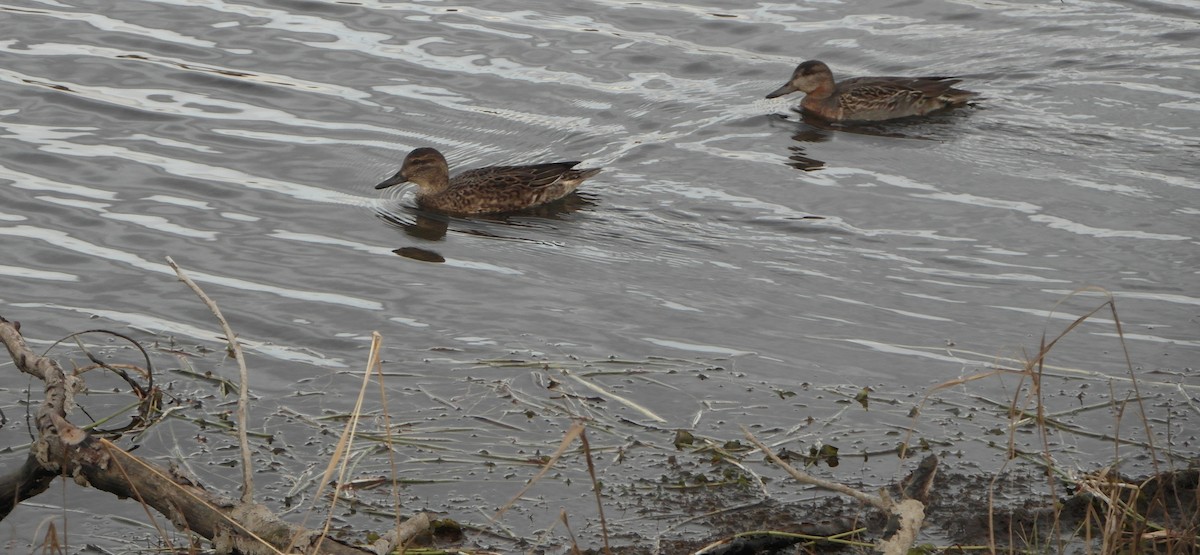 Green-winged Teal - ML37965461