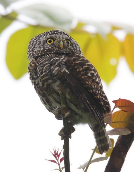 Collared Owlet - Myron Tay