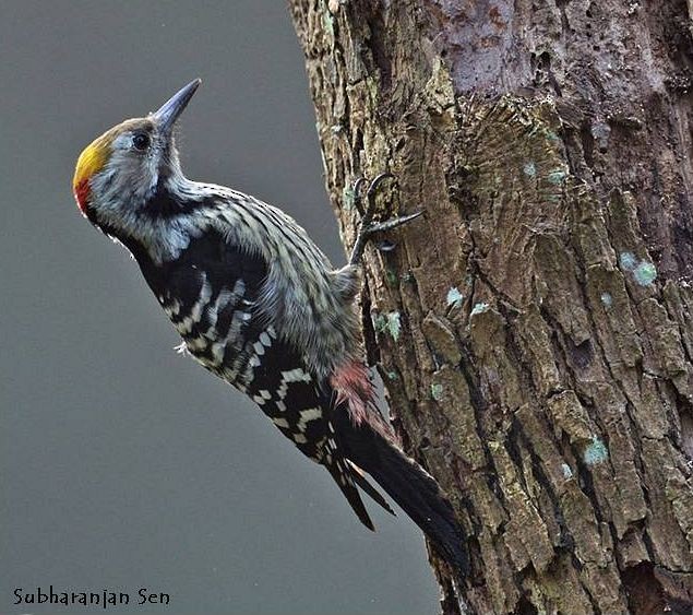 Brown-fronted Woodpecker - Subharanjan Sen