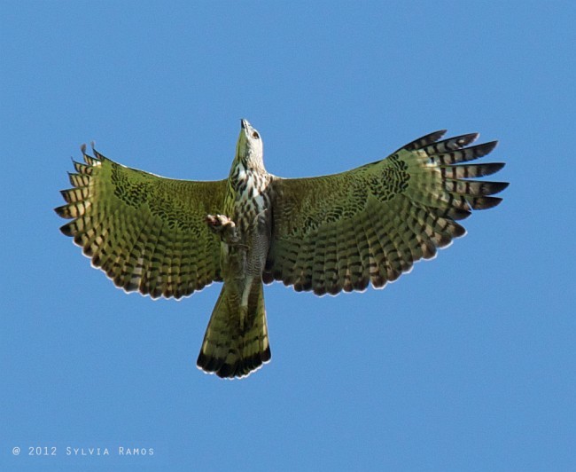 Changeable Hawk-Eagle (Changeable) - Sylvia Ramos