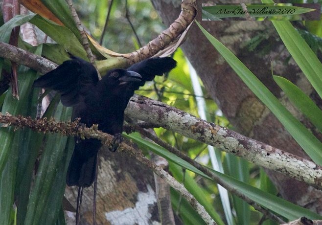 Slender-billed Crow (Sierra Madre) - Mark Villa