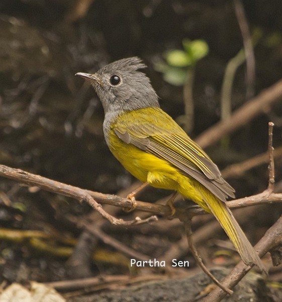 Gray-headed Canary-Flycatcher - PARTHA SEN