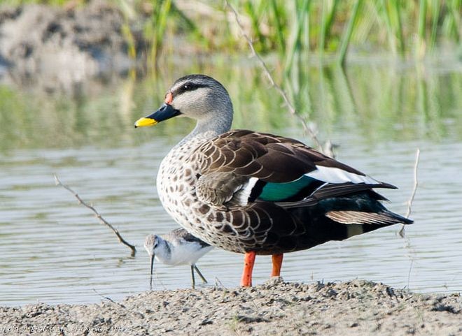 Indian Spot-billed Duck - Iftiaque  Hussain