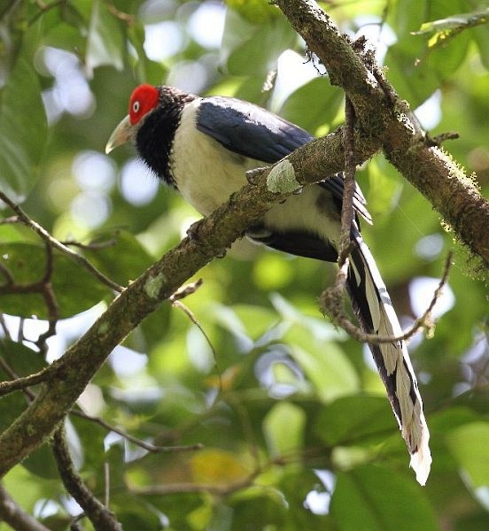 Red-faced Malkoha - ML379658151