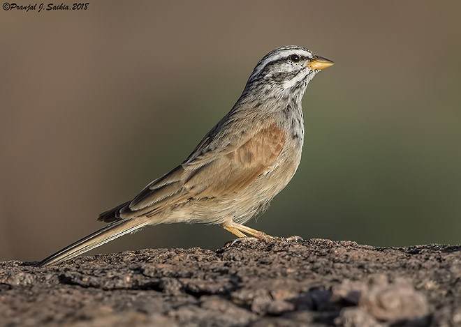 Striolated Bunting - ML379659161