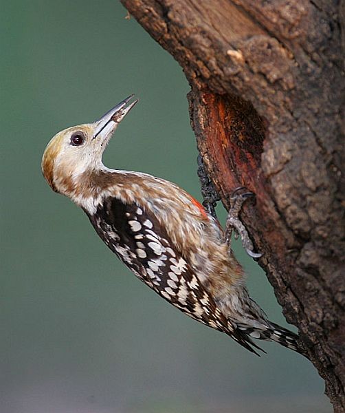 Yellow-crowned Woodpecker - ML379661371