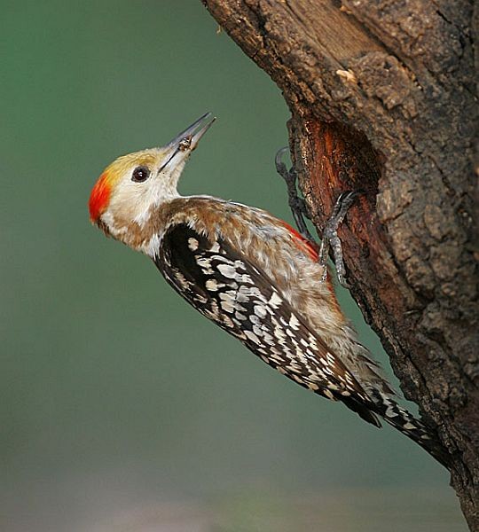 Yellow-crowned Woodpecker - ML379661381