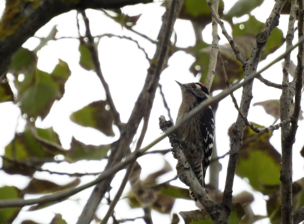 Lesser Spotted Woodpecker - ML379661961
