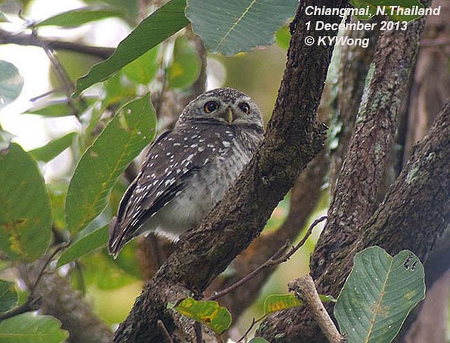 Spotted Owlet - ML379662111
