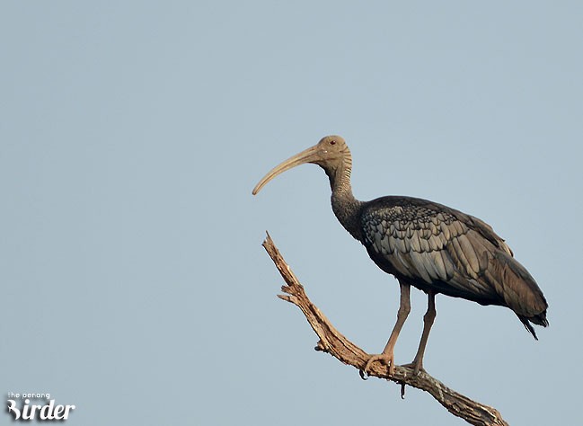 ibis obrovský - ML379662901