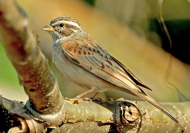 Striolated Bunting - ML379662931