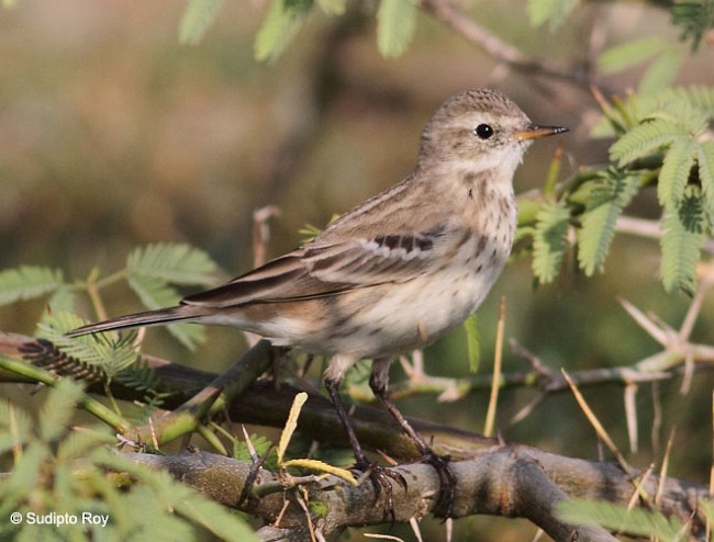 Water Pipit - ML379663511