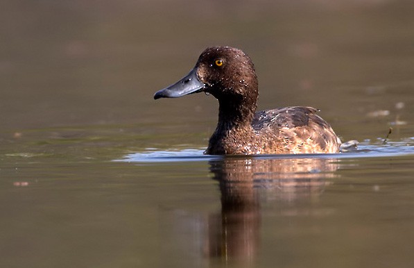Tufted Duck - ML379664251