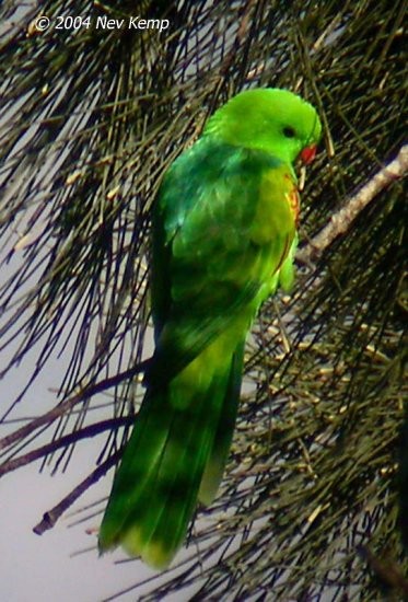 Тиморский попугай - ML379664501