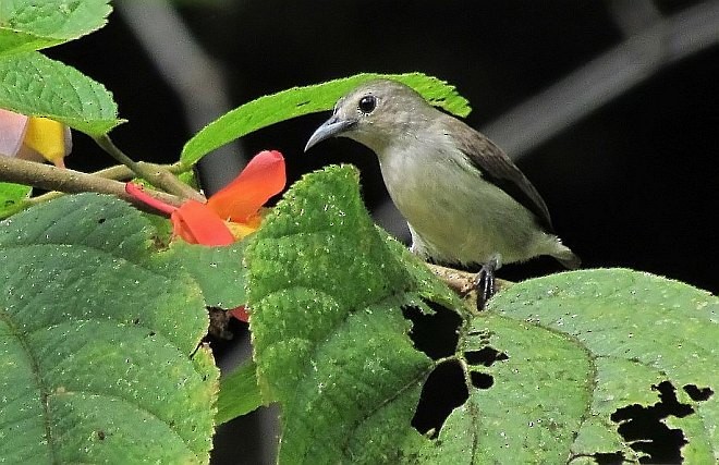 Nilgiri Flowerpecker - prosenjit singhadeo