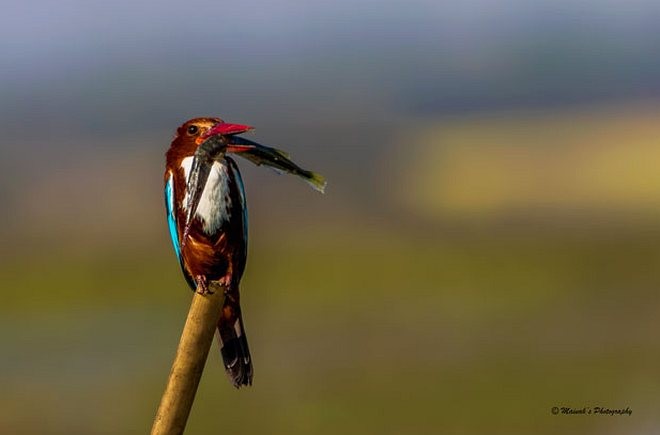 White-throated Kingfisher - MAINAK DEBNATH