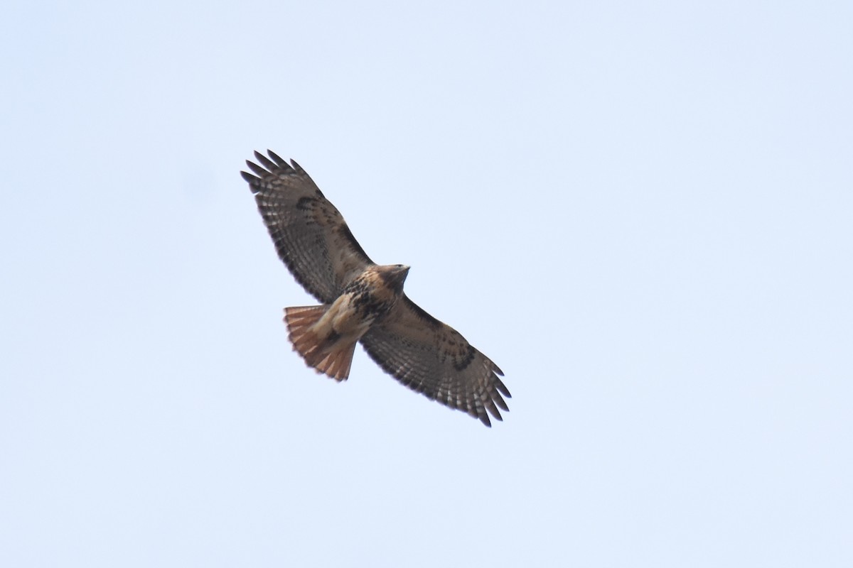 Red-tailed Hawk (abieticola) - ML37966601