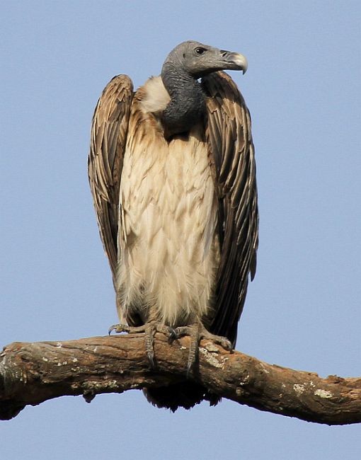 Slender-billed Vulture - ML379666141