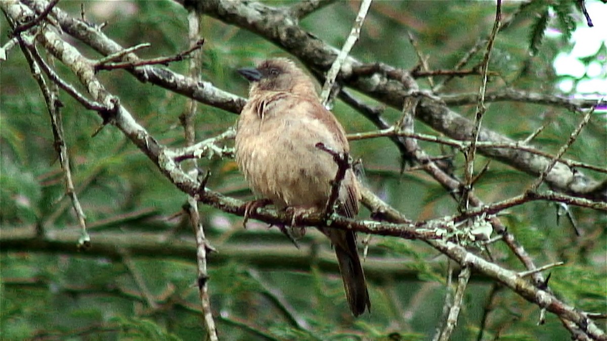 Northern Gray-headed Sparrow - ML379666241