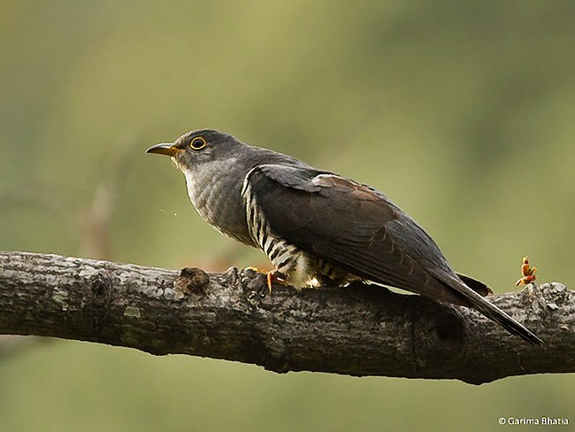 Himalayan Cuckoo - Garima Bhatia