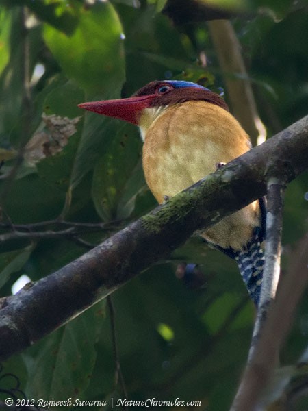Banded Kingfisher (Banded) - ML379668211
