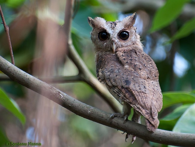 scops-owl sp. - Santanu Manna