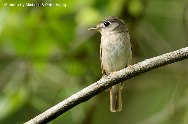Brown-breasted Flycatcher - ML379670271