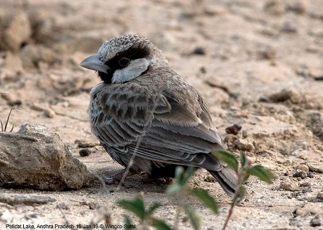Ashy-crowned Sparrow-Lark - ML379670761