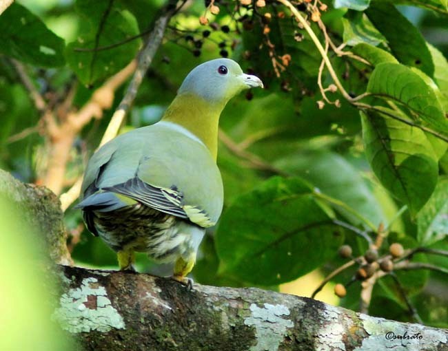 Yellow-footed Green-Pigeon - ML379673631