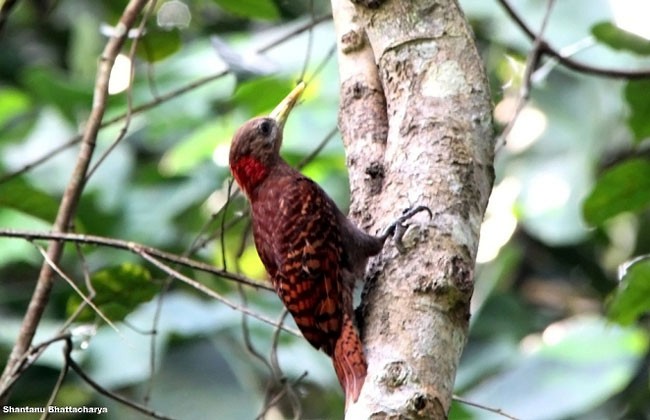 Bay Woodpecker - Shantanu Bhattacharya