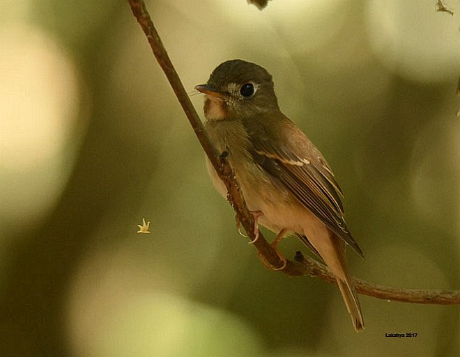 Brown-breasted Flycatcher - ML379675121