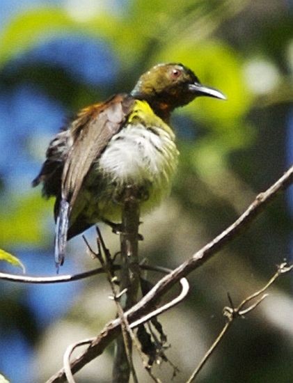 Brown-throated Sunbird - Lip Kee Yap