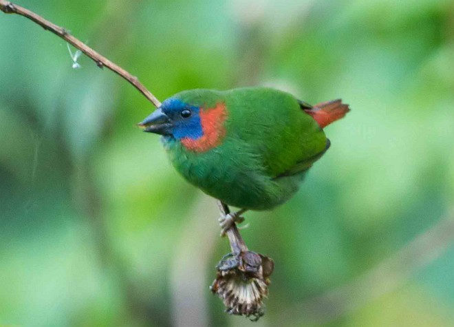 Red-eared Parrotfinch - Simon van der Meulen