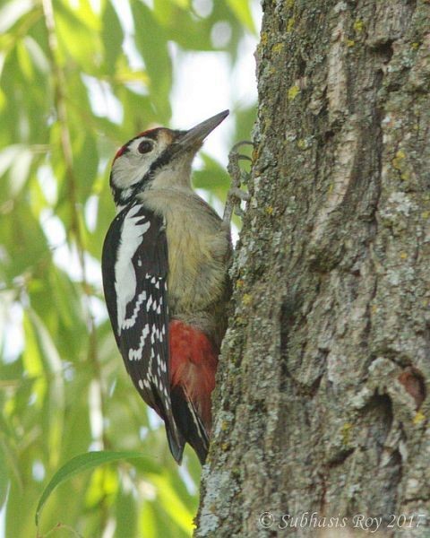 Himalayan Woodpecker - ML379678391