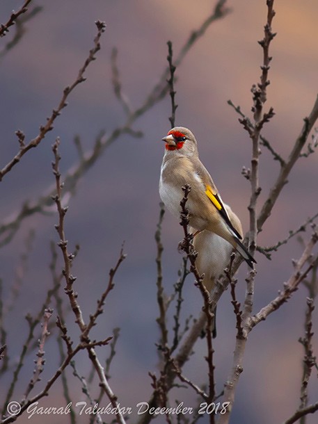 European Goldfinch (Eastern) - ML379678441