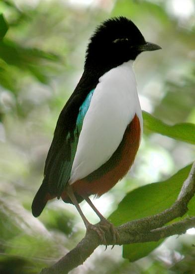 Ivory-breasted Pitta (Ivory-breasted) - ML379678541