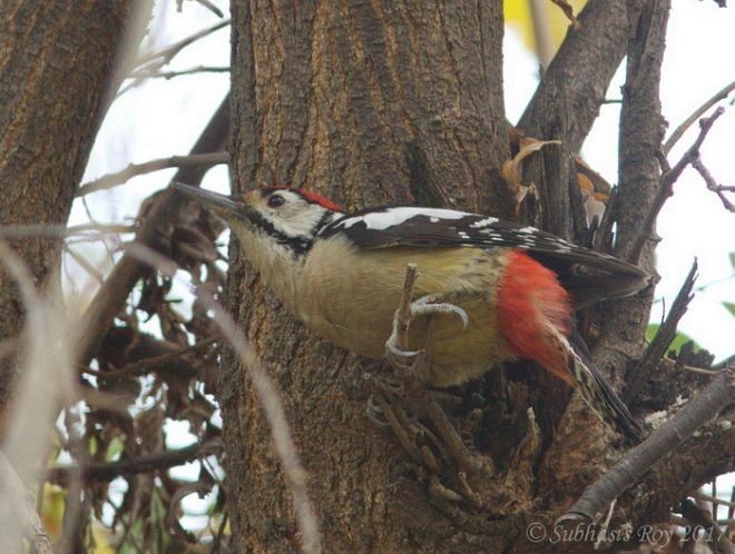 Himalayan Woodpecker - ML379678771
