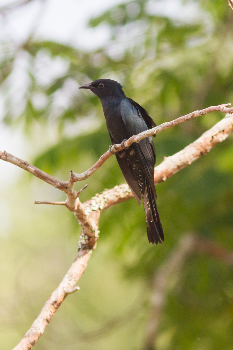 Square-tailed Drongo-Cuckoo - Tiwa Ong-in